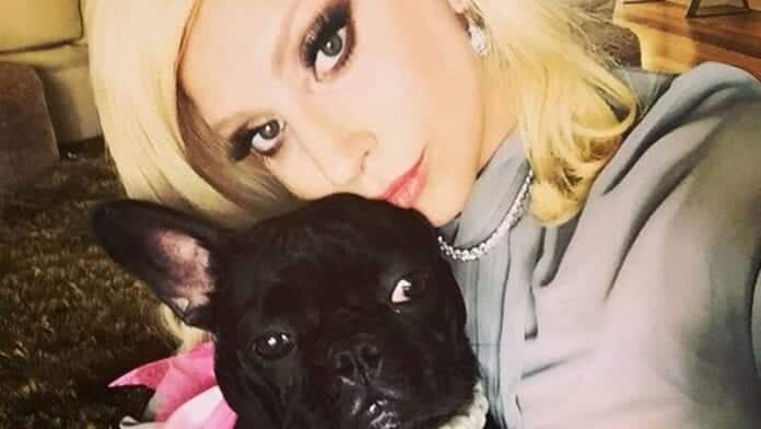 Lady-Gaga's-Dogs-Stolen