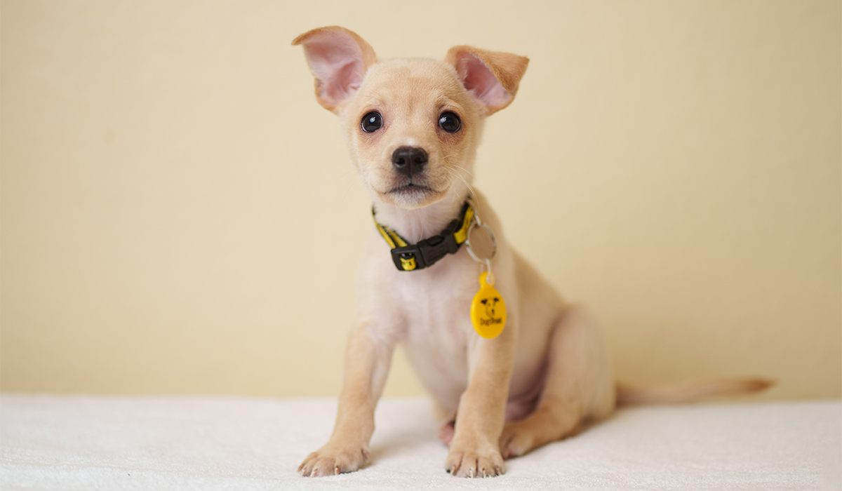 Dog Names 3