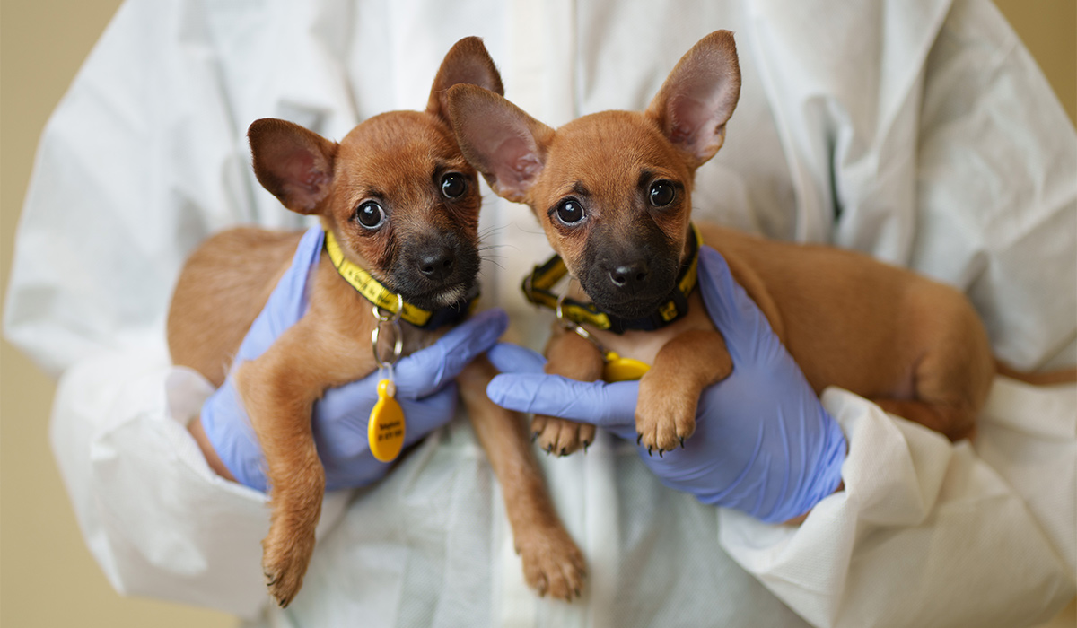 Dog Names 4