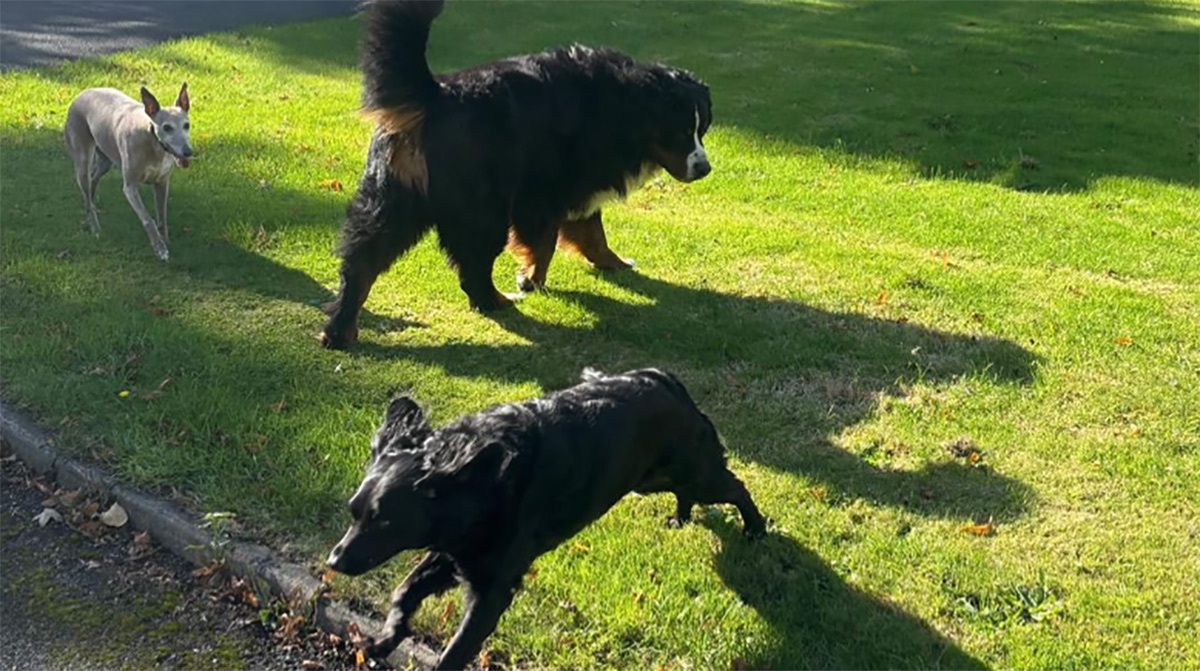 Michael D Higgins shares heartwarming post of Misneach enjoying last weeks at the Áras 5 Screenshot 2025 11 09 131214