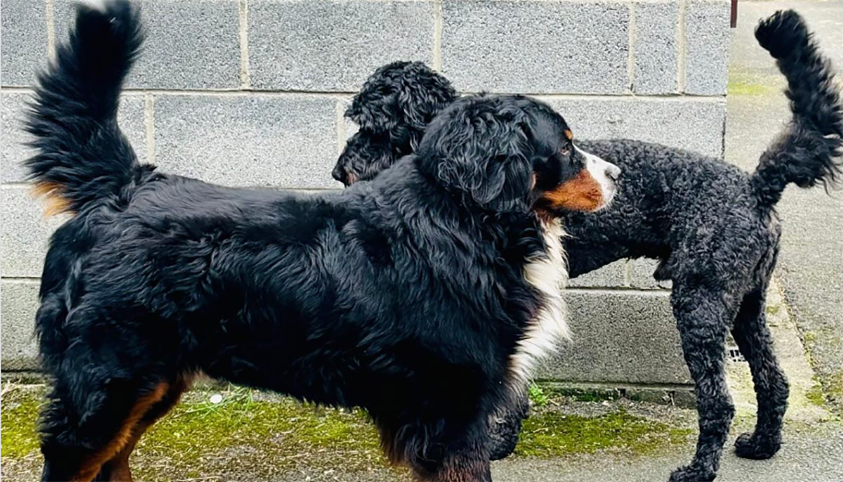 Michael D Higgins shares heartwarming post of Misneach enjoying last weeks at the Áras 3 Screenshot 2025 11 09 131235